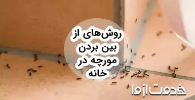 12 روش موثر برای از بین بردن مورچه در خانه (خیلی ریز، بالدار و ...)